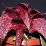 Bulbophyllum Phalaenopsis X Bulbophyllum Cruentum B S